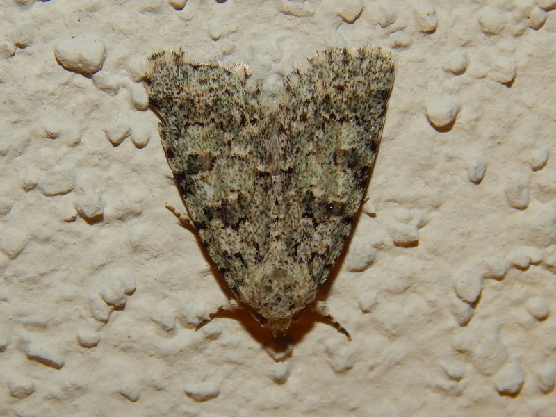 Nyctobrya (Bryopsis) muralis